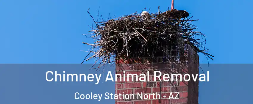 Chimney Animal Removal Cooley Station North - AZ