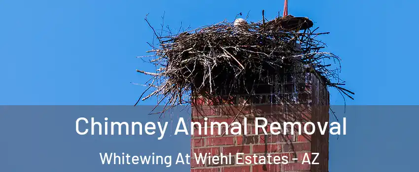 Chimney Animal Removal Whitewing At Wiehl Estates - AZ