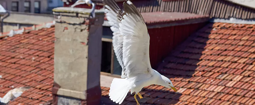 Residential Chimney Animal Removal Solution in Rancho Cimarron, AZ